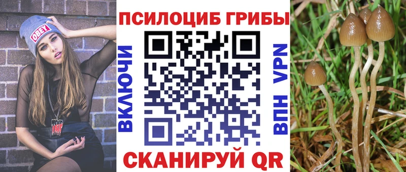 Галлюциногенные грибы Psilocybe  Купить закладки  Барыш 
